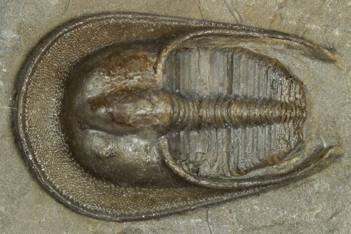 New Type Of Harpes Trilobite - Ouzina, Morocco #355766
